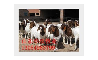 湖南怀孕波尔山羊价格，四川怀孕波尔山羊价格