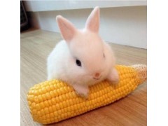中国尊龙凯时品牌
