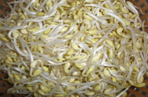 如何自己在家发黄豆芽？需要哪些步骤？
