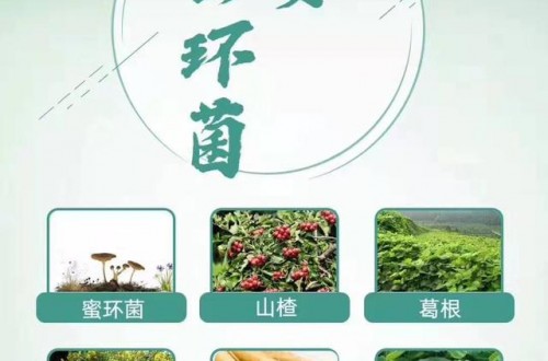郁安蜜环菌，多重权威的除眩晕配方!