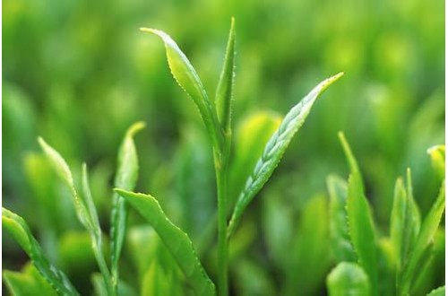 世界顶级名茶品牌有哪些，世界十大茶叶品牌排名