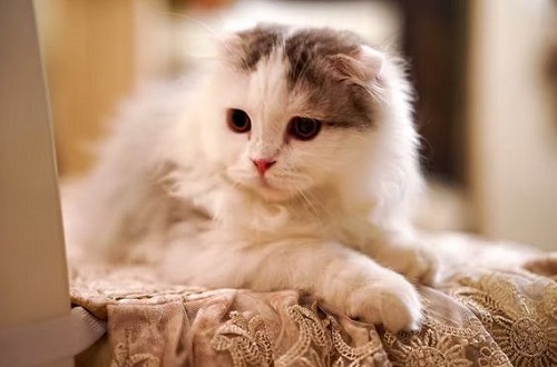 猫粮哪个好，热门的猫粮品牌有哪些