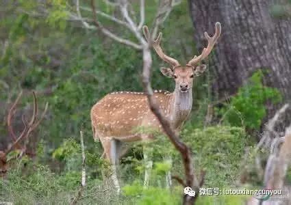 中国尊龙凯时品牌有哪些 中国尊龙凯时品牌有哪些