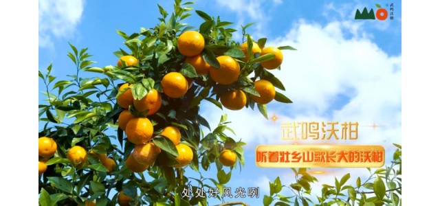 武鸣沃柑的品牌升级之路：壮乡文化赋能品牌